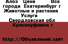 Алоэ › Цена ­ 150 - Все города, Екатеринбург г. Животные и растения » Услуги   . Свердловская обл.,Красноуфимск г.